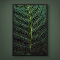 Quadro Decorativo Algas Salmão