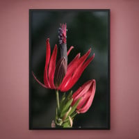 Quadro Decorativo Lírios Salmão