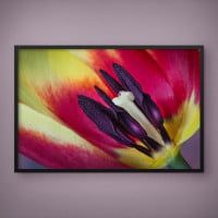 Quadro Decorativo Tulipa em Close