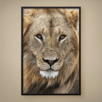 Quadro Decorativo True Lion