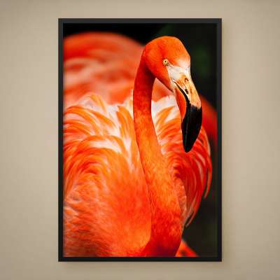 Quadro Decorativo Flamingo-americano