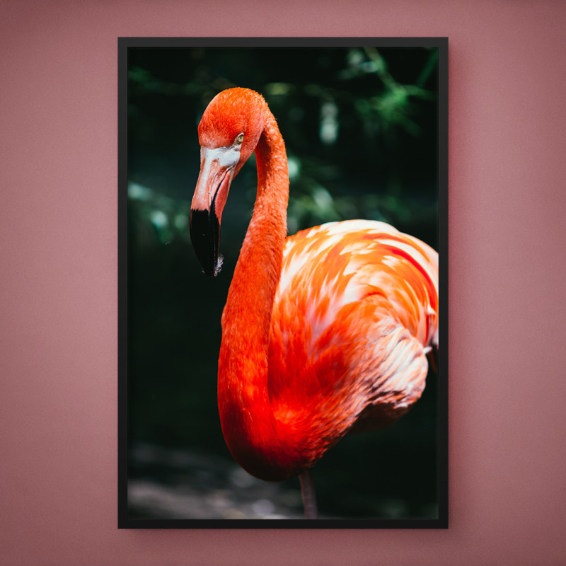 Quadro Decorativo Beleza do Flamingo